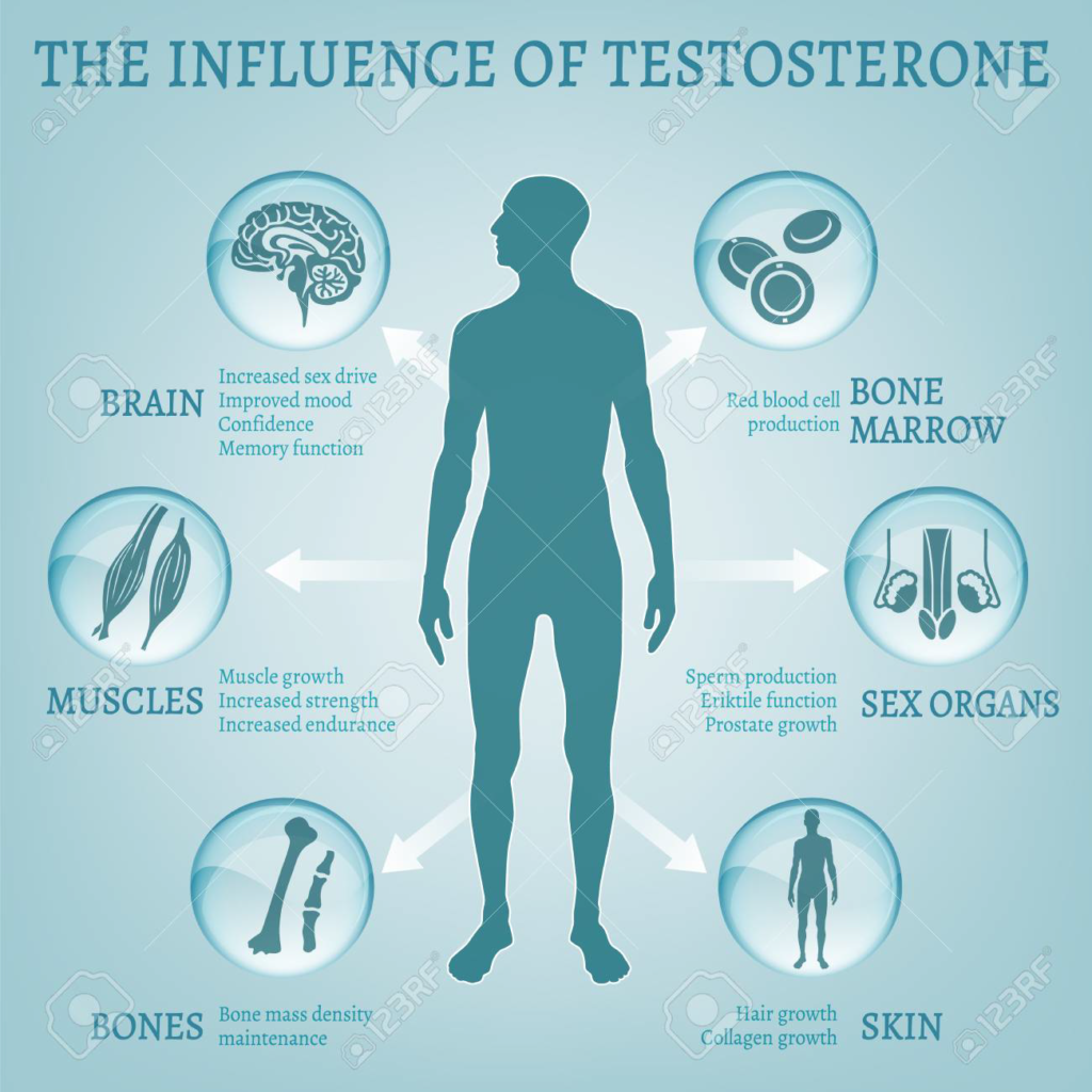 Efeito da Testosterona no Corpo