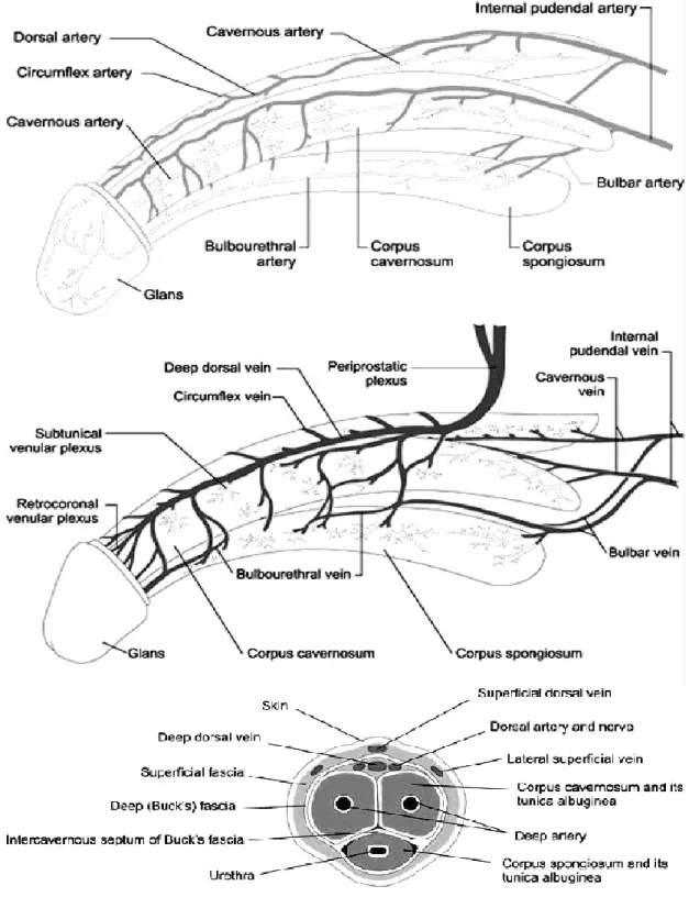 Anatomia do pênis